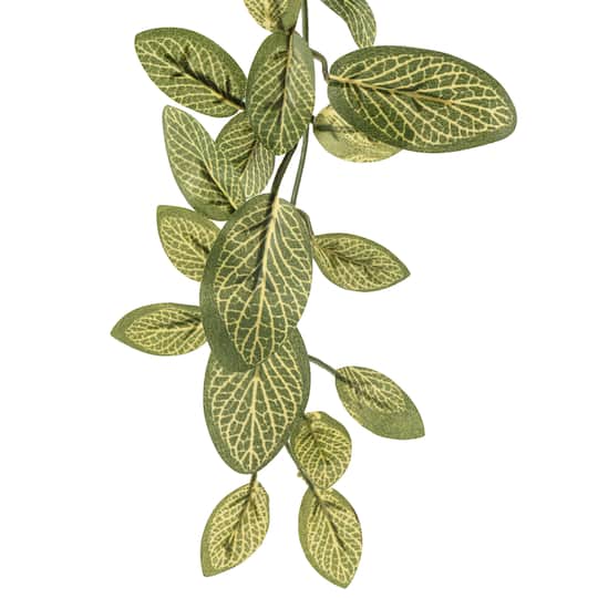 Fittonia Hanging Bush Classic Greeery by Ashland®